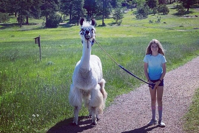 Guided Llama Hike in the Rocky Mountains - Who will enjoy this most
