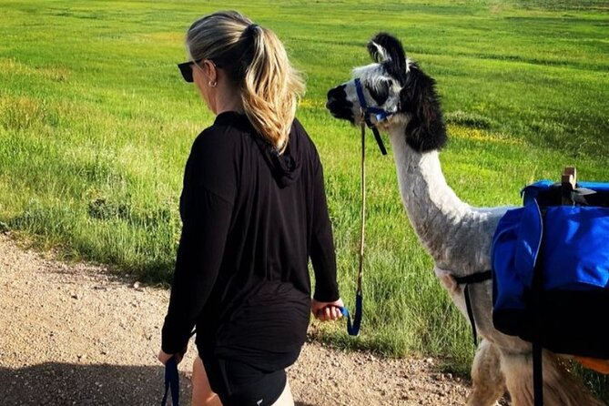 Guided Llama Hike in the Rocky Mountains - Booking and weather details to keep in mind