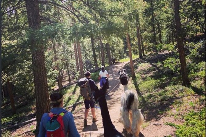Guided Llama Hike in the Rocky Mountains - Kara and Brent add a nature walk to the hike