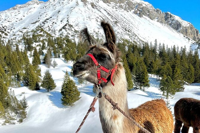 Guided llama hike with traditional raclette - Why this llama hike makes sense in Liechtenstein