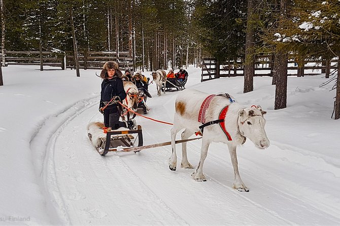 Guided reindeer farm visit and one hour sledge safari - Why the sledge ride feels different from a quick reindeer photo stop