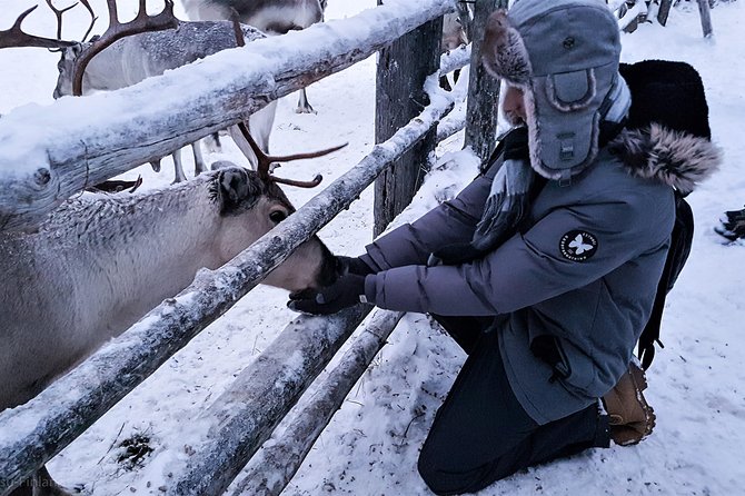 Guided reindeer farm visit and one hour sledge safari - Is $156.03 a fair price?