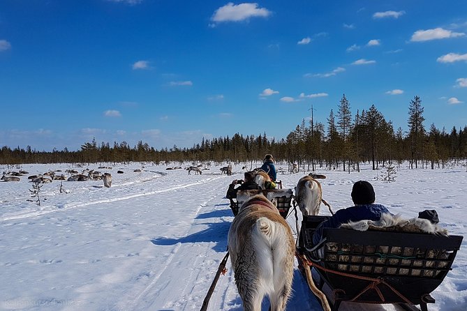 Guided reindeer farm visit and one hour sledge safari - Timing, languages, and group size