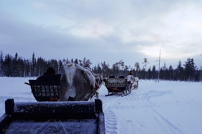 Guided reindeer farm visit and one hour sledge safari - Starting at Kopara Reindeer Park