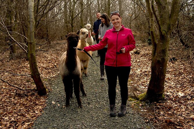 Guided Scenic Alpaca Trekking Experience Northern Ireland - A country walk with an alpaca at the lead