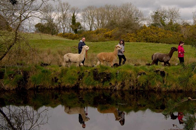 Guided Scenic Alpaca Trekking Experience Northern Ireland - Why the guides matter