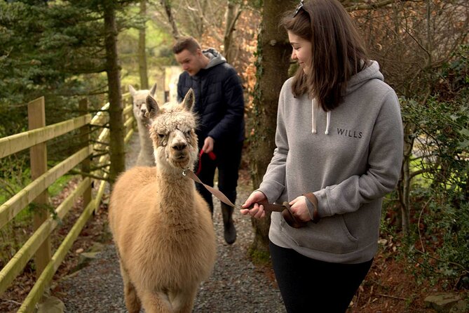 Guided Scenic Alpaca Trekking Experience Northern Ireland - Farmland, woodland, ponds, and nine bridges
