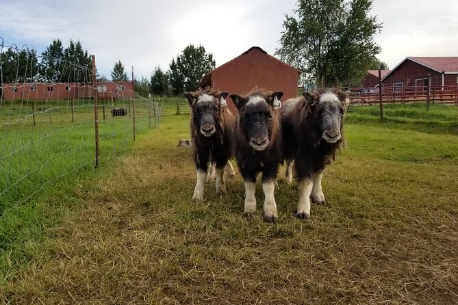 Guided Tour of Musk Ox Farm & Scenic Drive from Anchorage - Key points to know before booking
