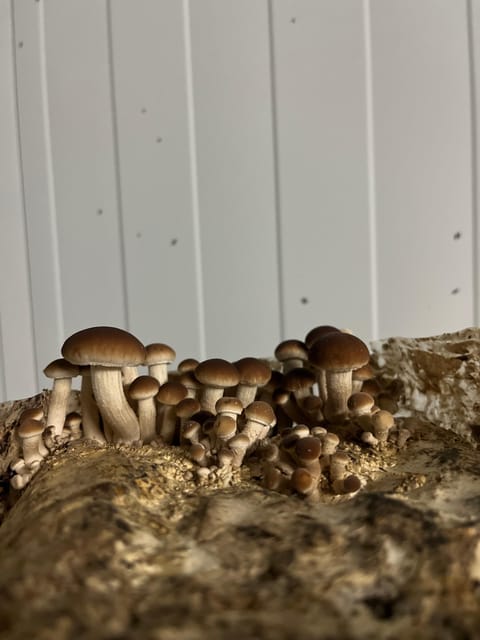 GUIDED TOUR + TASTE IN A MUSHROOM FARM - The tasting: mushrooms in unexpected forms