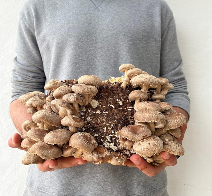 GUIDED TOUR + TASTE IN A MUSHROOM FARM - Who will enjoy the two-hour visit most