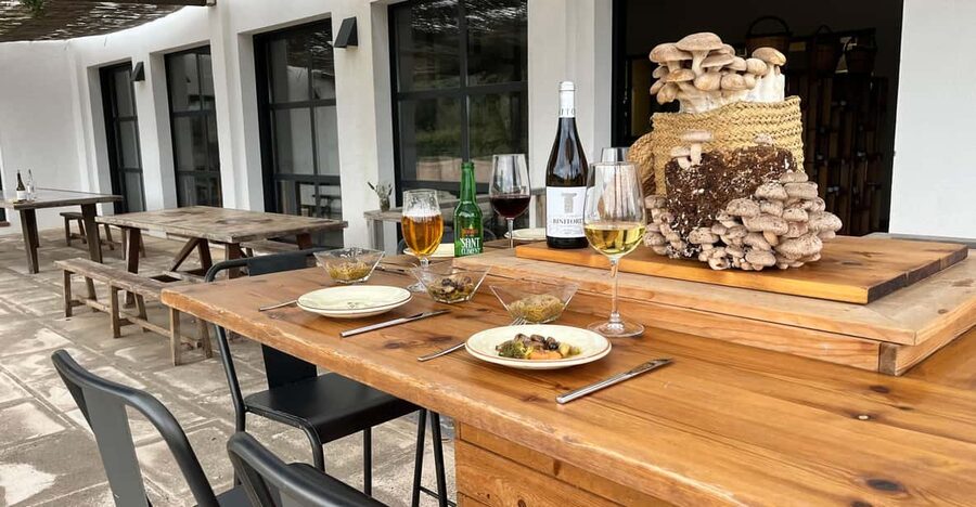 GUIDED TOUR + TASTE IN A MUSHROOM FARM - Part one: mycology explained with images and video