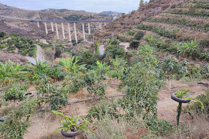 Guided Tour to the only coffee farm in Europe - Walking among mangoes, avocados and unusual fruit