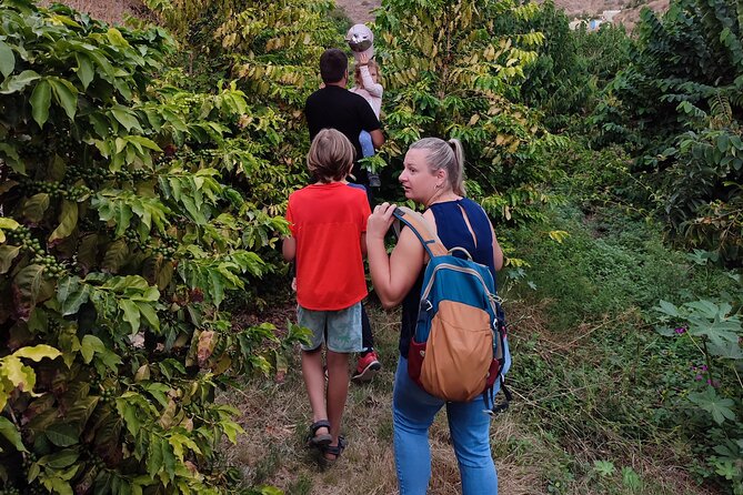 Guided Tour to the only coffee farm in Europe - Getting there and planning your day