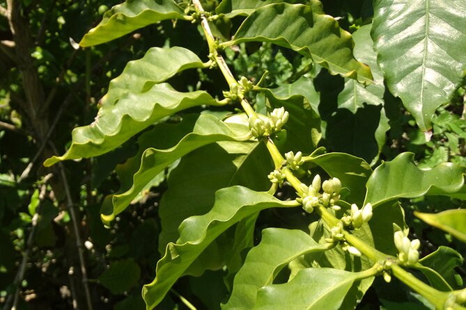 Guided Tour to the only coffee farm in Europe - Coffee plants and the farm’s unusual story