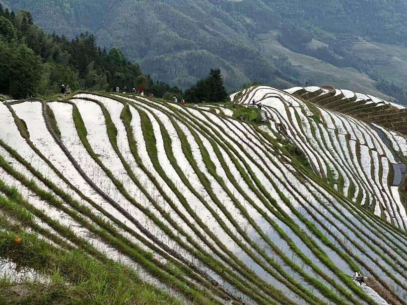 Guilin: Day tour of Longji Rice Terraces and Yangshuo - Who should book this day tour?