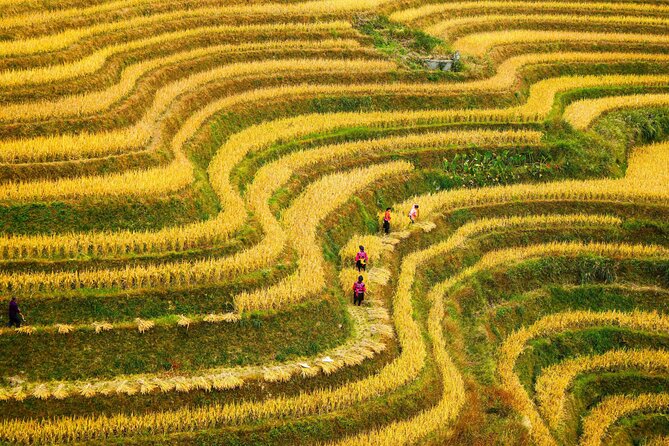 Guilin: Longji Rice Terraces and Villages Private Day Tour - Three to four hours among the terraces