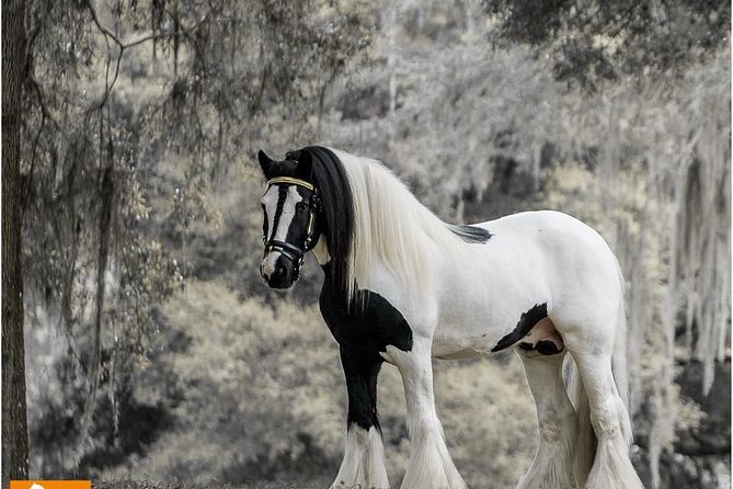 Gypsy Gold Horse Farm Tour - Key things to know before you go