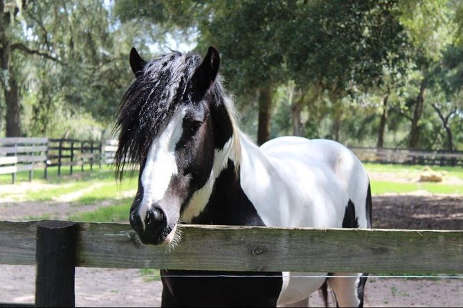 Gypsy Gold Horse Farm Tour - Why the founder’s story gives this farm tour its shape