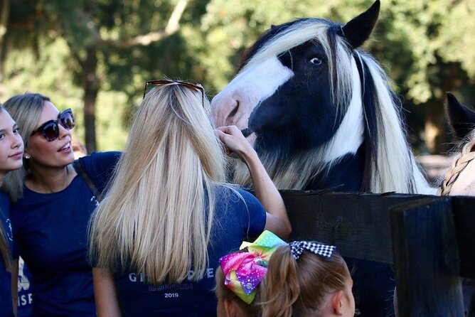 Gypsy Gold Horse Farm Tour - Horses, donkeys, mules, and the chance of a surprise