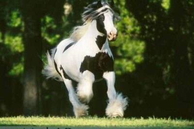 Gypsy Gold Horse Farm Tour