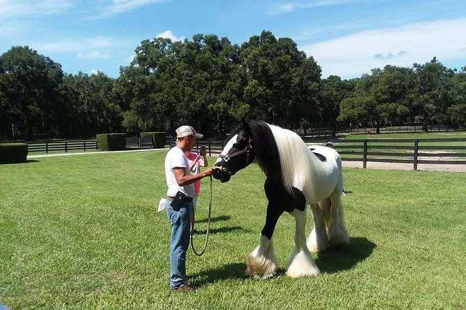 Gypsy Gold Horse Farm Tour - Is $55 a fair price?