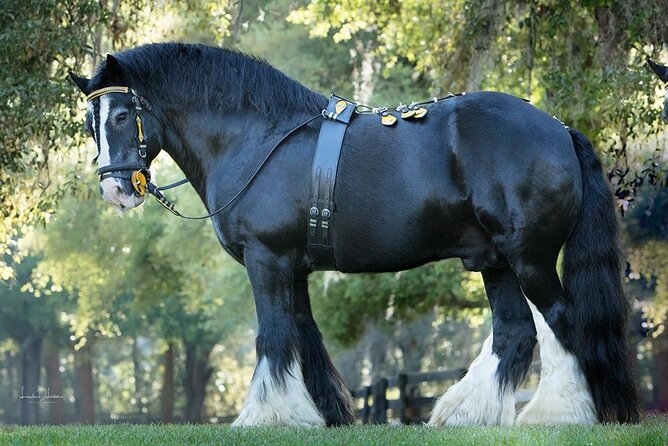 Gypsy Gold Horse Farm Walking Tour - Why the Gypsy Vanner story makes this farm different
