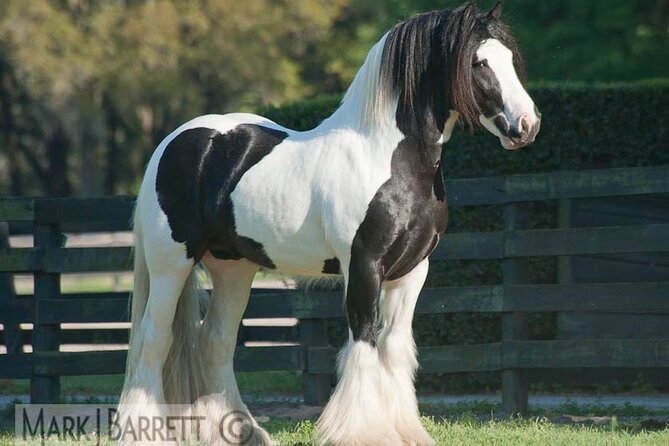 Gypsy Gold Horse Farm Walking Tour - A guided walk with a personal feel