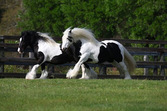 Gypsy Gold Horse Farm Walking Tour - The strongest reasons to book