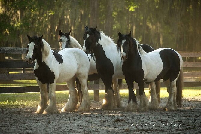 Gypsy Gold Horse Farm Walking Tour - Should you book the Gypsy Gold Horse Farm tour?