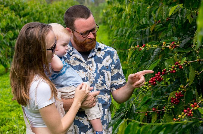 Hala Tree Coffee Farm Tour - Why the $10 price works so well