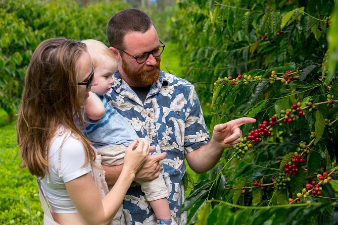 Hala Tree Coffee Farm Tour - Finding the farm and planning your arrival