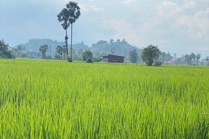 Half-Day Adventure to the Pepper Farm by Scooter - BoTree Farm and the story of Kampot pepper