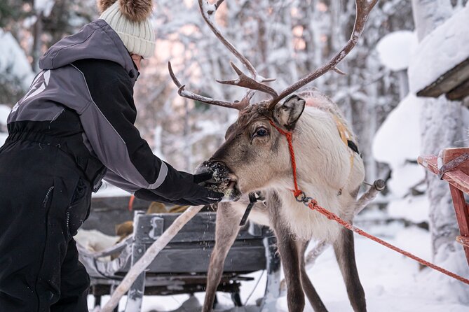 Half-Day Experience in Local reindeer farm in Lapland - Feeding and meeting the reindeer
