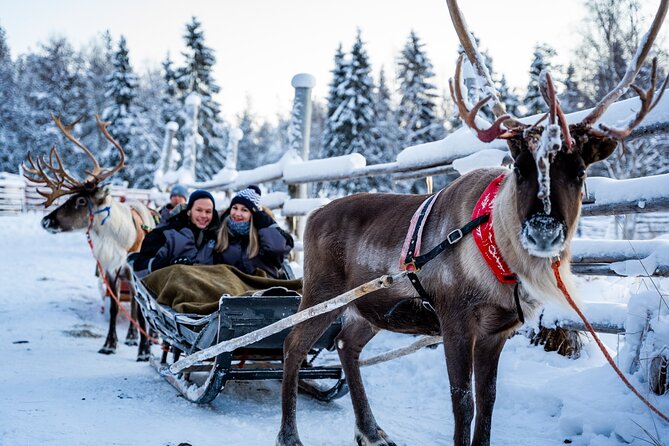 Half-Day Experience in Local reindeer farm in Lapland - Group size, guides, and the photography bonus