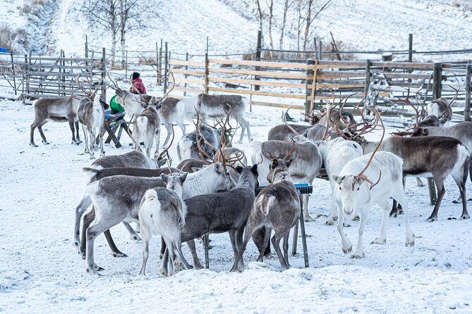 Half-Day Experience in Local reindeer farm in Lapland - Is $205.15 a fair price?