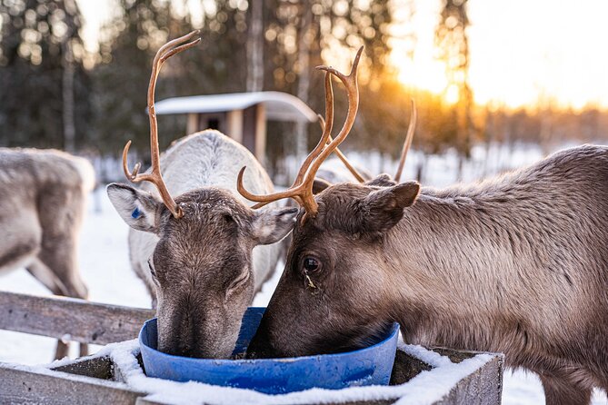 Half-Day Experience in Local reindeer farm in Lapland - Who will enjoy this morning most?