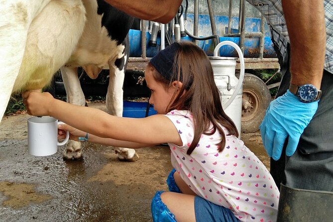 Half-Day Farm Visit and Cow Milking Experience - Key points to know before you book