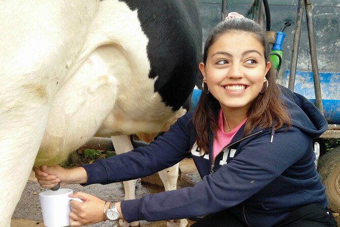 Half-Day Farm Visit and Cow Milking Experience - Meeting the cows and trying the milking