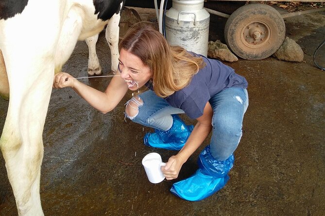 Half-Day Farm Visit and Cow Milking Experience - Five viewpoints and the road between farms