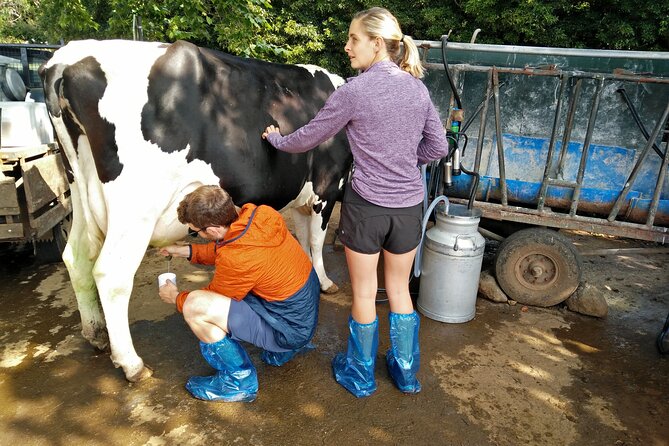 Half-Day Farm Visit and Cow Milking Experience - Seeing where the milk goes