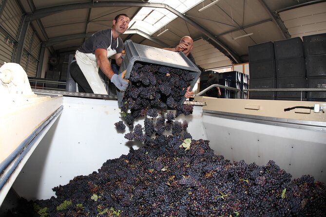 Half Day Grape Harvest Experience with Tasting in Epernay - What the $114.88 price means