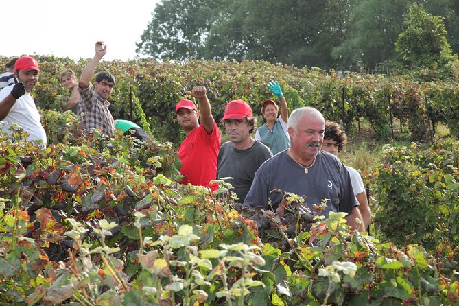 Half Day Grape Harvest Experience with Tasting in Epernay - Who will enjoy this seasonal tour most