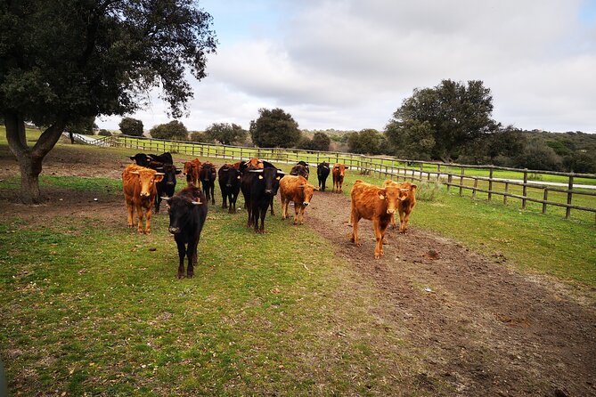 Half-Day Guided Tour to a bull farm in Madrid - Why this bull ranch visit feels different from a Madrid city tour