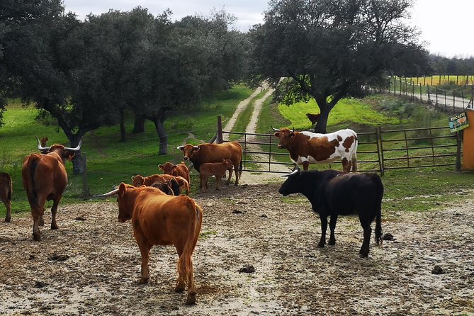 Half-Day Guided Tour to a bull farm in Madrid - What the guide adds to the visit