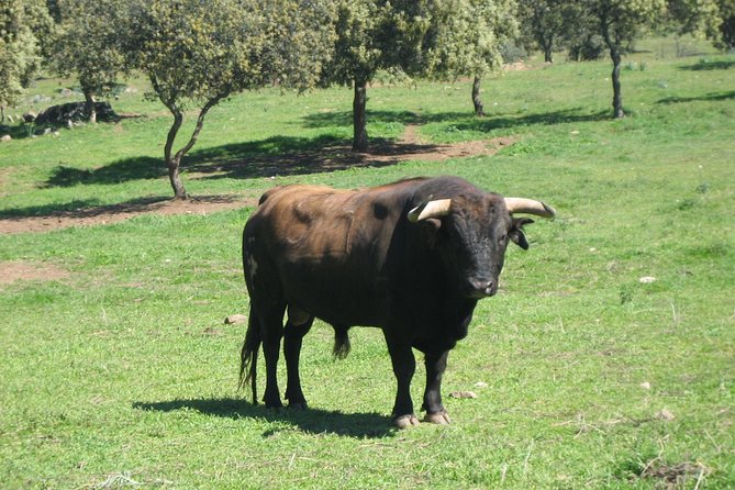 Half-Day Guided Tour to a bull farm in Madrid - Is $103.03 a fair price?