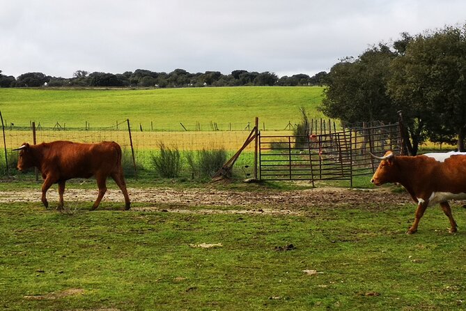 Half-Day Guided Tour to a bull farm in Madrid - Who should book this four-hour outing?