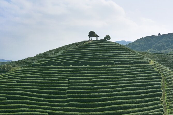 Half-Day Hangzhou Jiuxi Stream and Tea Plantation Experience - What the guide adds