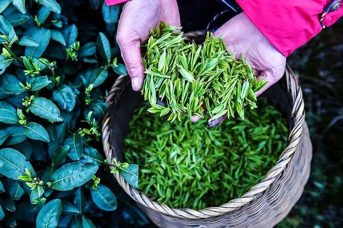 Half-Day Hangzhou Jiuxi Stream and Tea Plantation Experience - Should you book the Jiuxi and Longjing tour?