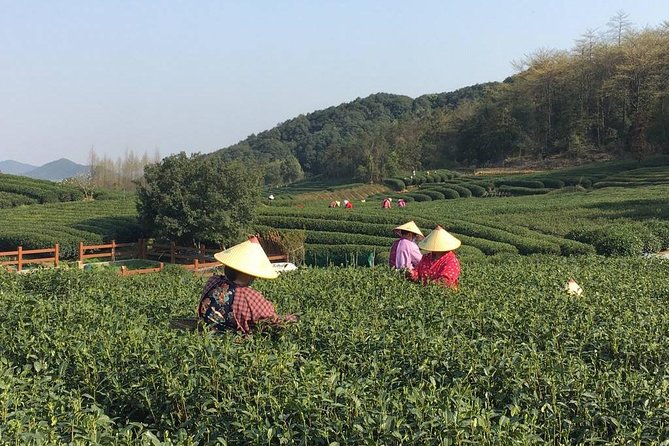 Half-Day Hangzhou Yunxi Bamboo Forest and Tea Plantation Experience - Why this makes a good Hangzhou side trip