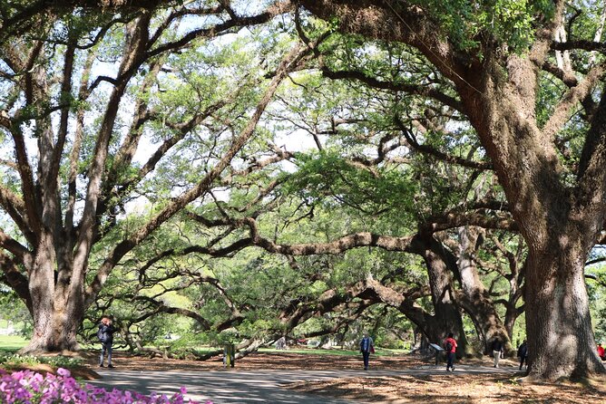 Half-Day Oak Alley Plantation Tour - Leaving New Orleans for Oak Alley